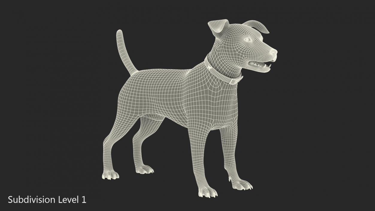 3D Spotted Jack Russell Terrier model