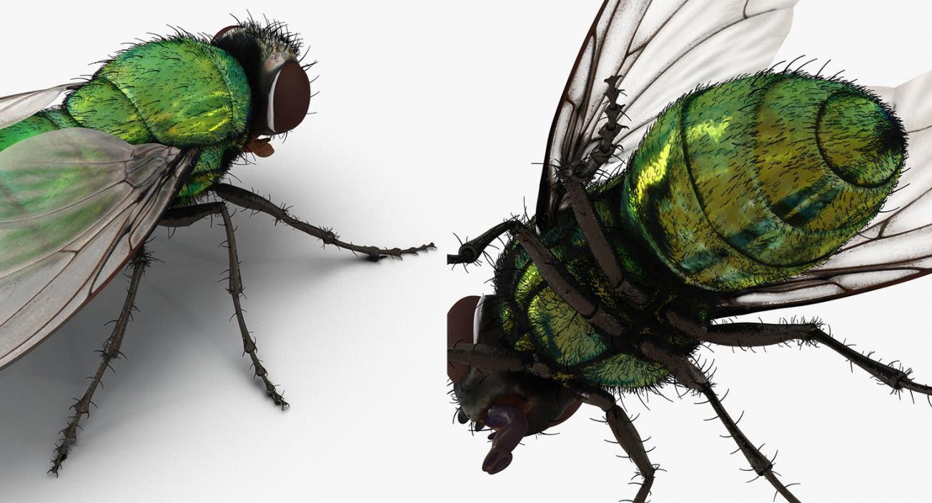 3D Insects Big Rigged Collection 3