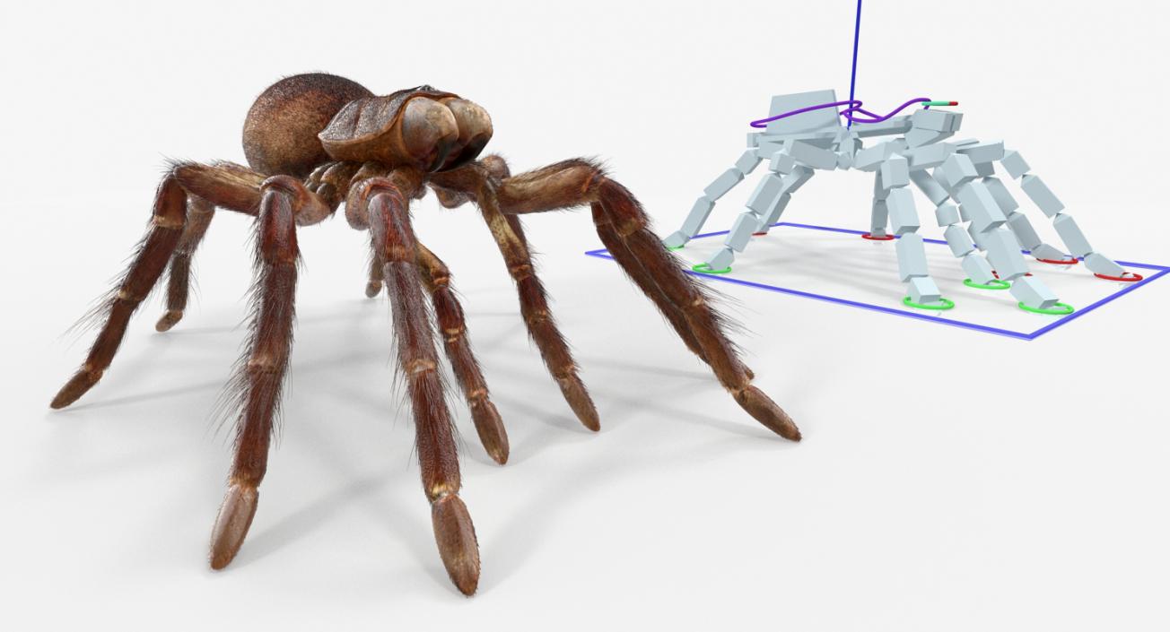 3D Insects Big Rigged Collection 3