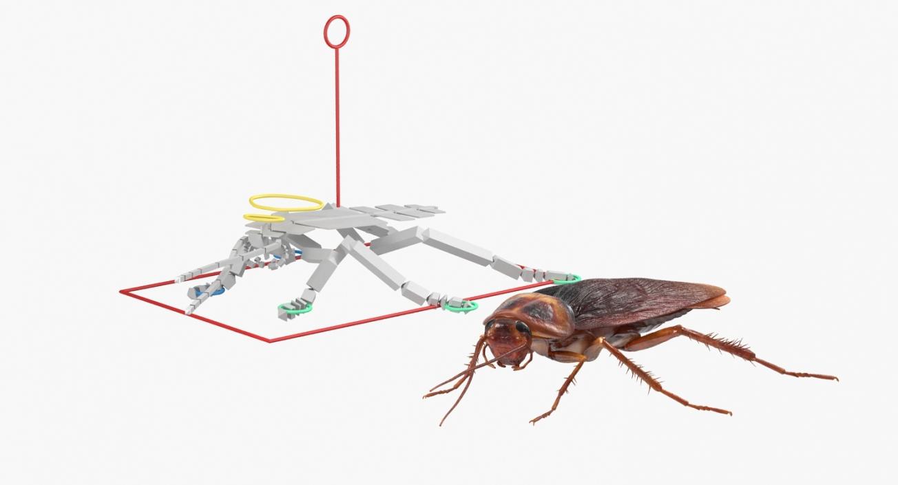 3D Insects Big Rigged Collection 3