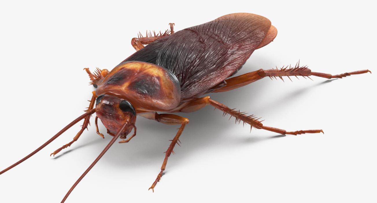 3D Insects Big Rigged Collection 3