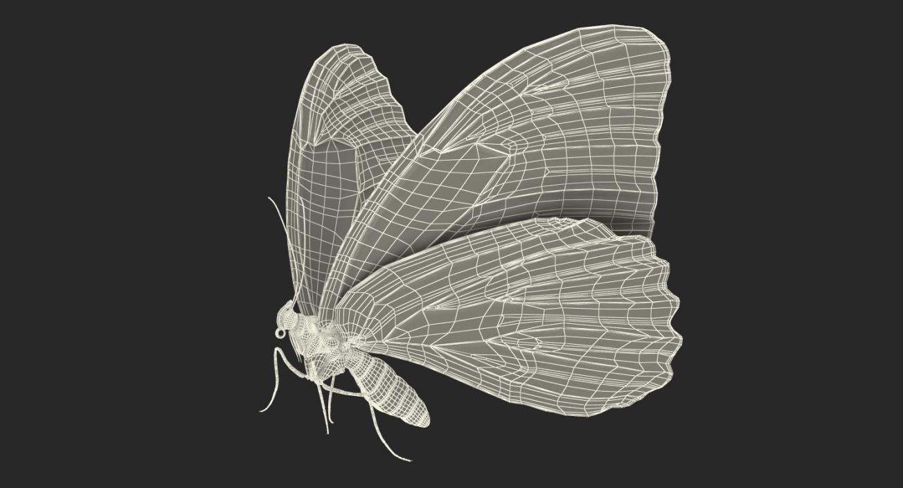 3D Insects Big Rigged Collection 3