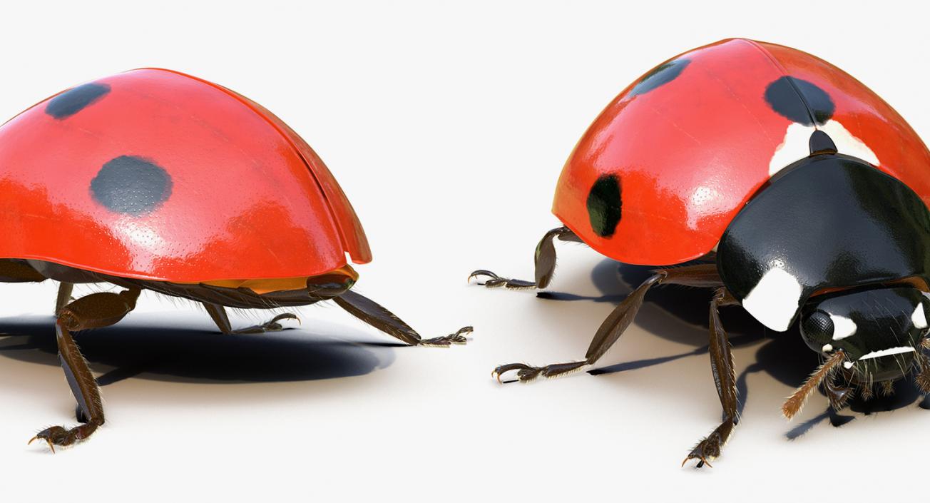 3D Insects Big Rigged Collection 3