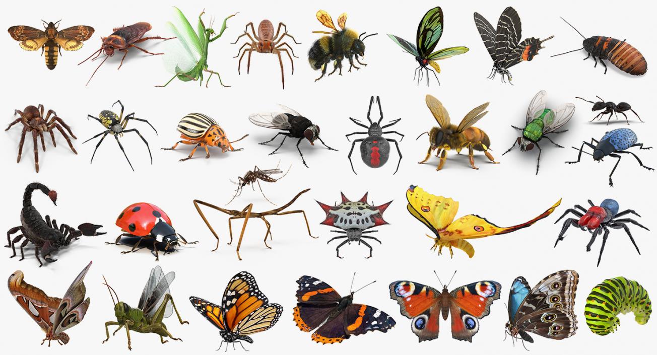 3D Insects Big Rigged Collection 3