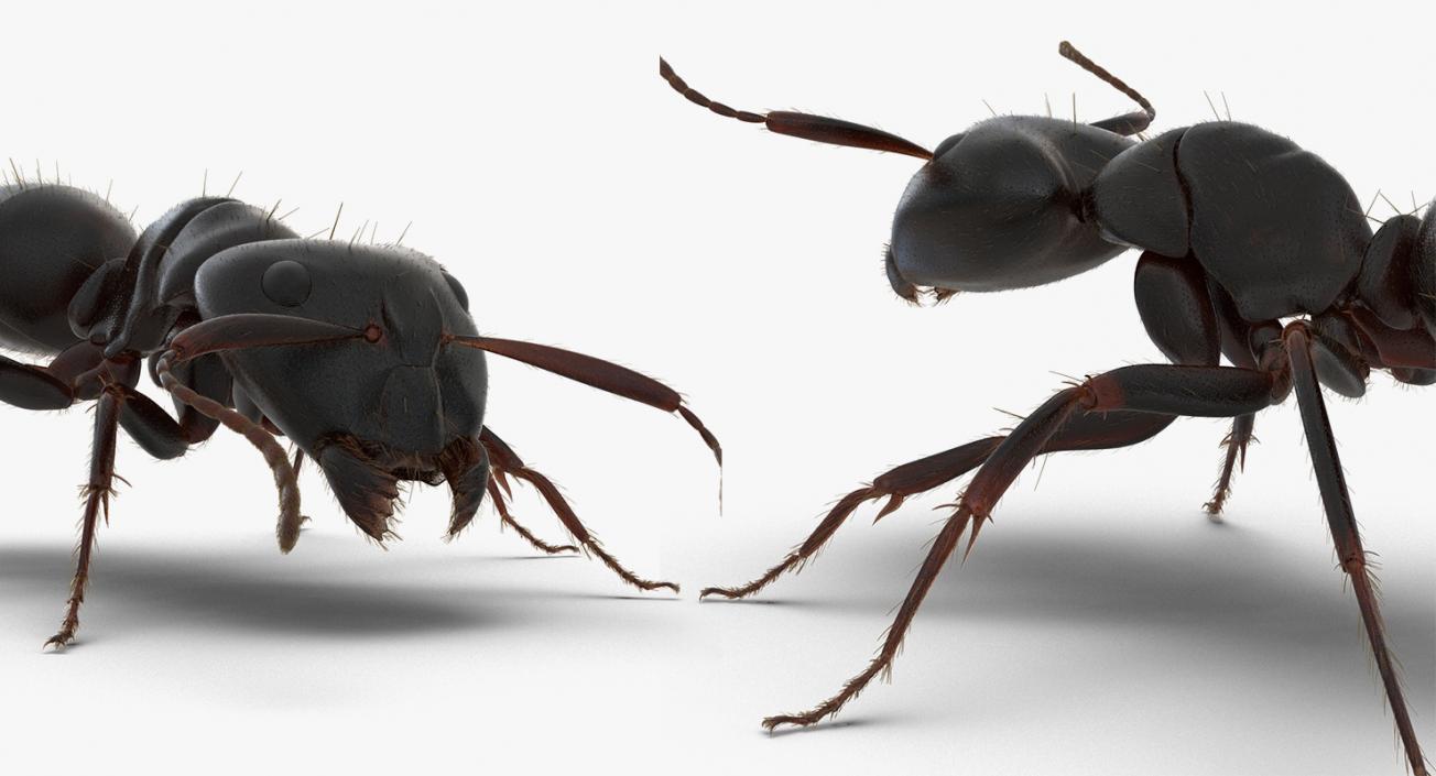 3D Insects Big Rigged Collection 3