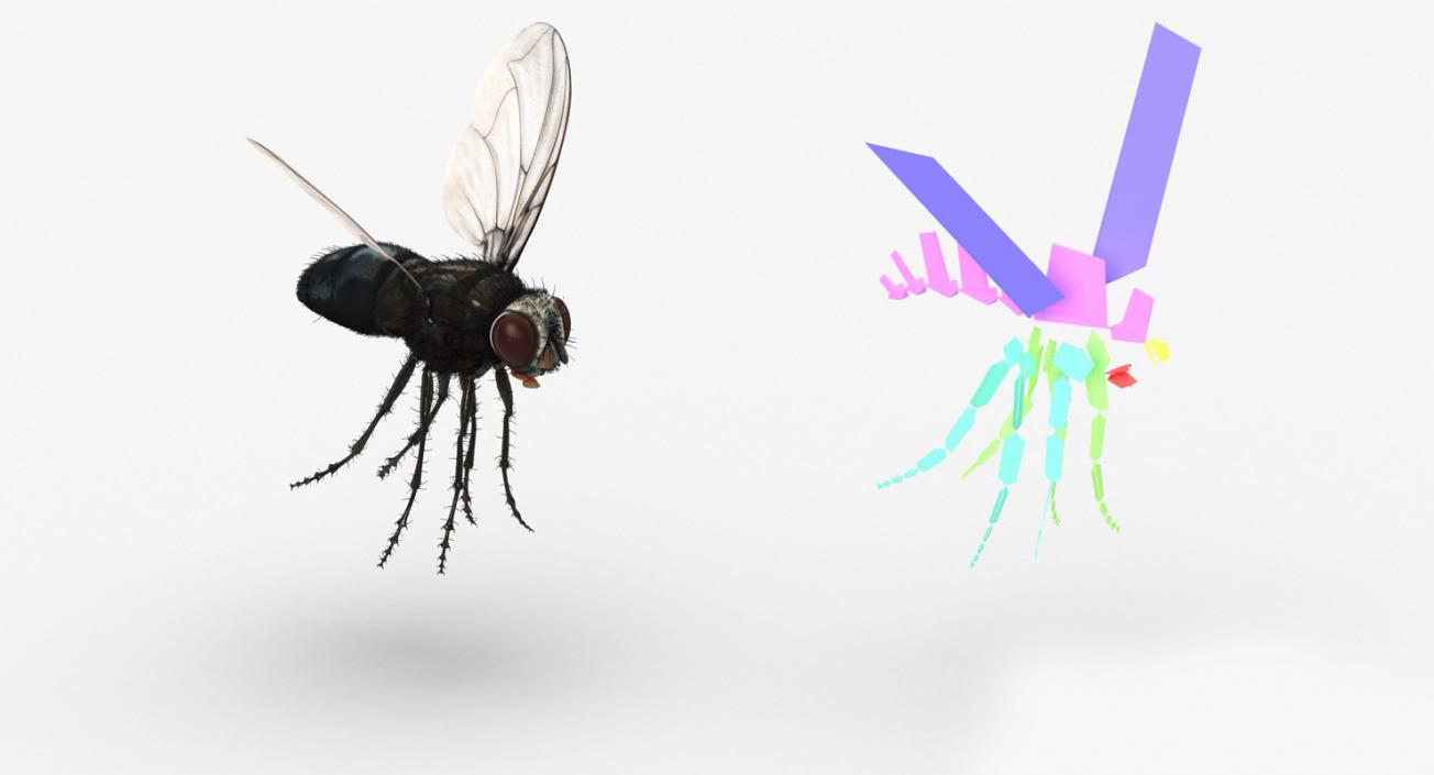 3D Insects Big Rigged Collection 3