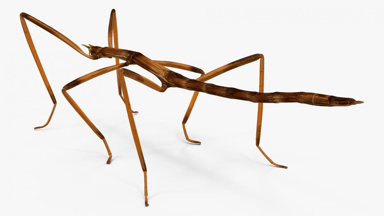 3D Insects Big Rigged Collection 3