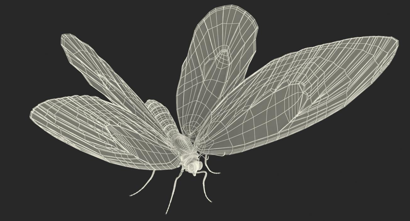 3D Insects Big Rigged Collection 3