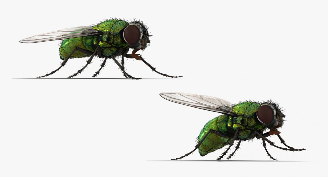 3D Insects Big Rigged Collection 3