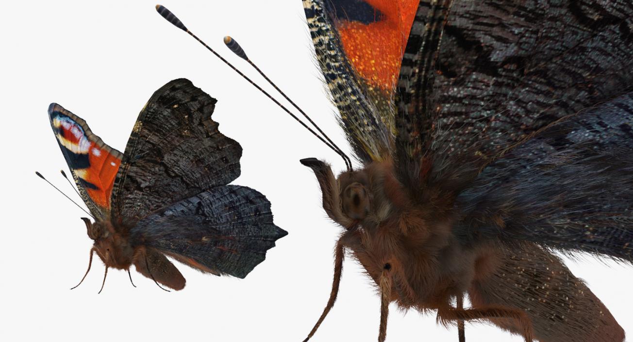 3D Insects Big Rigged Collection 3