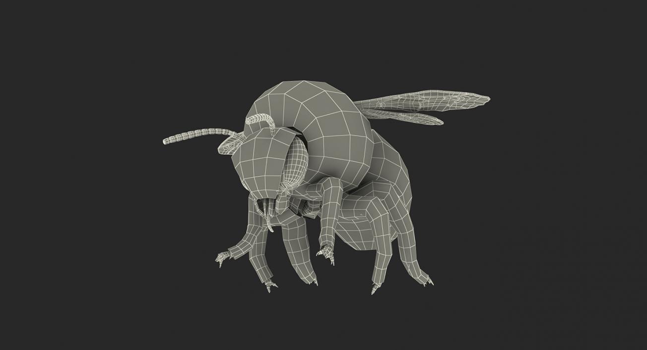 3D Insects Big Rigged Collection 3