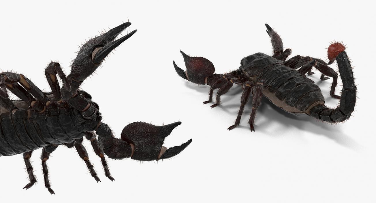 3D Insects Big Rigged Collection 3