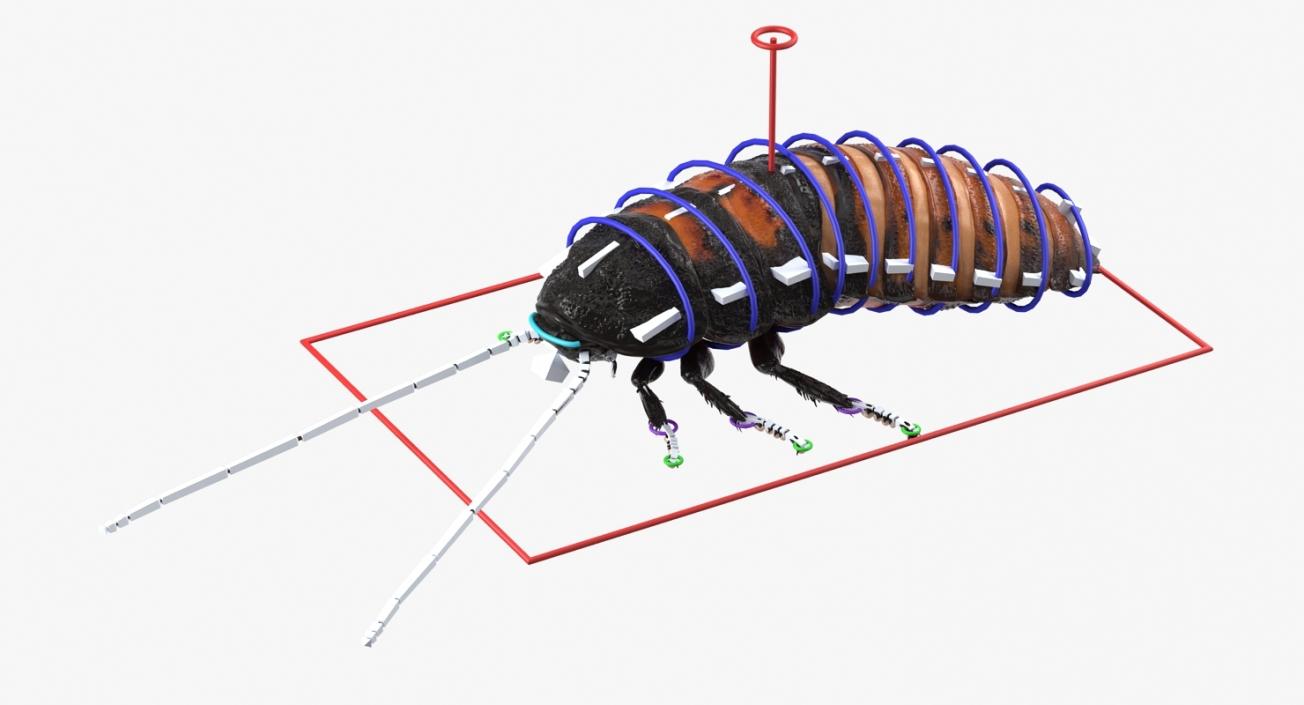 3D Insects Big Rigged Collection 3