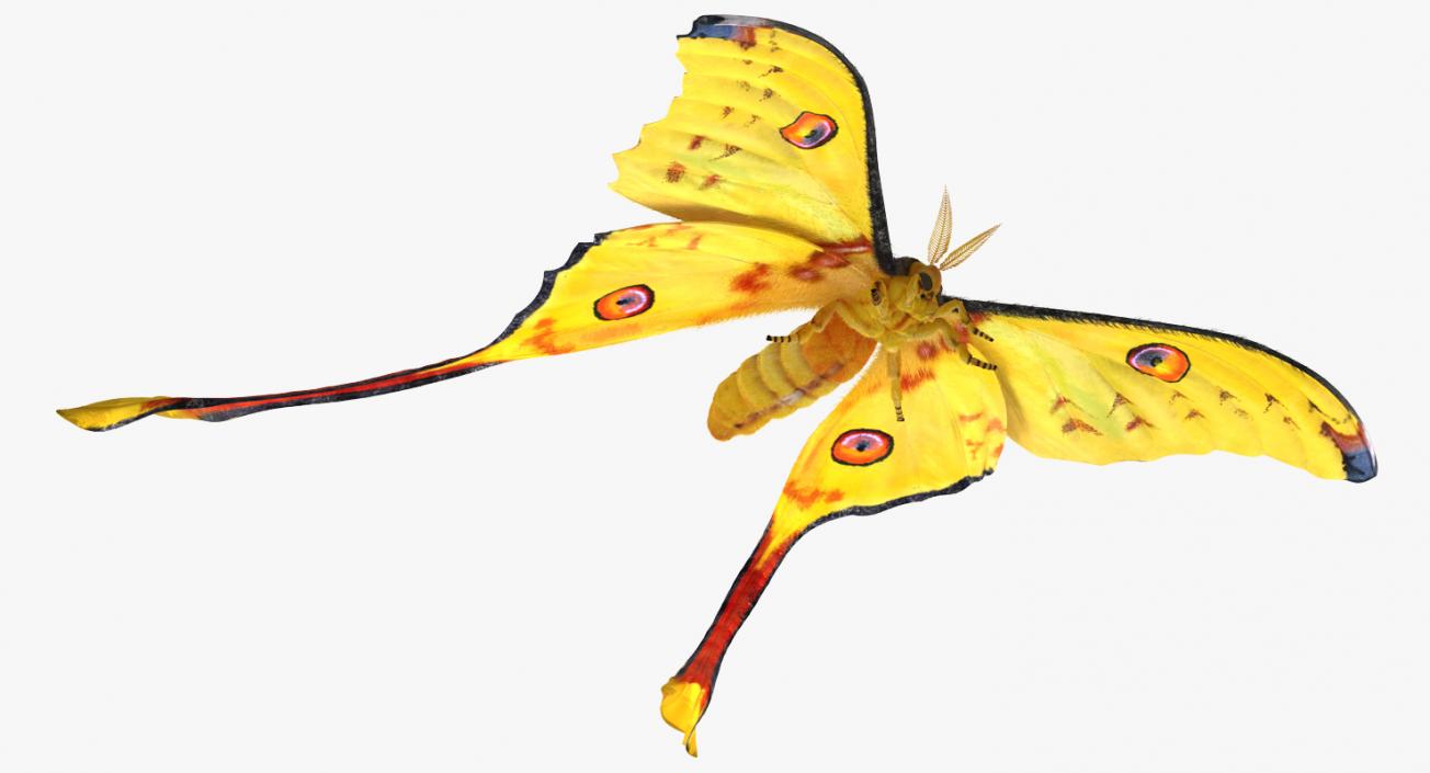 3D Insects Big Rigged Collection 3