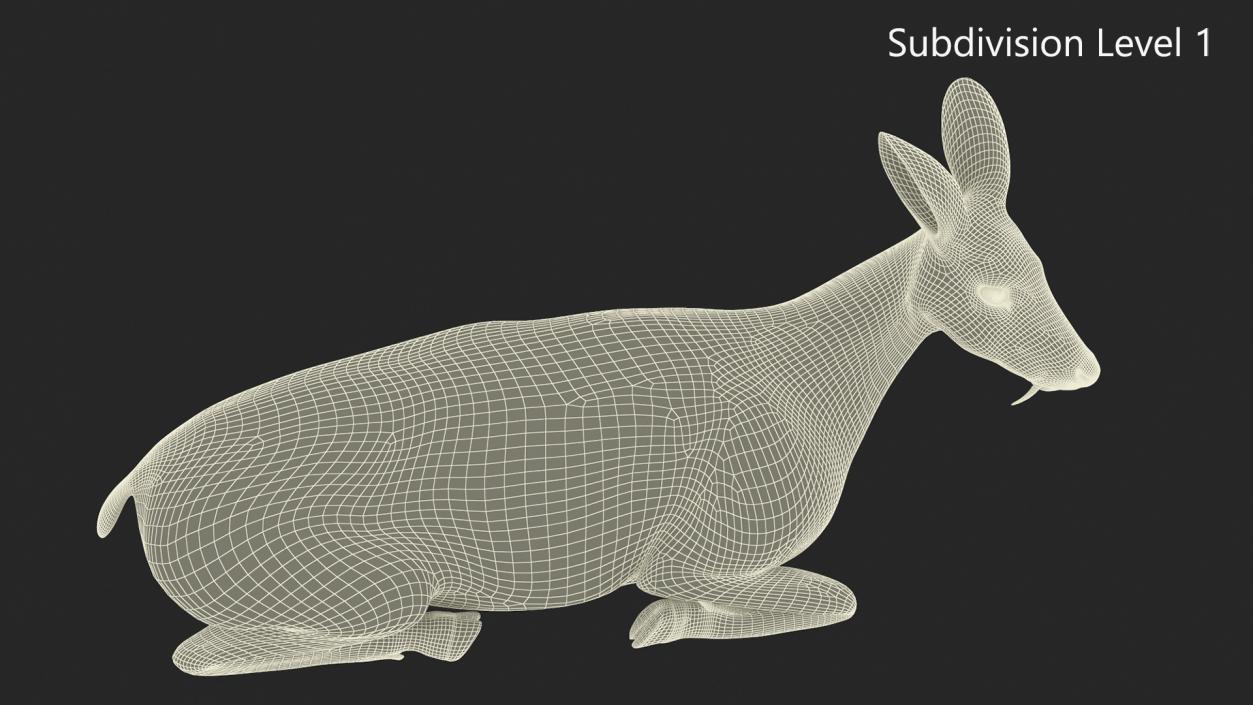 3D Sitting Musk Deer Fur