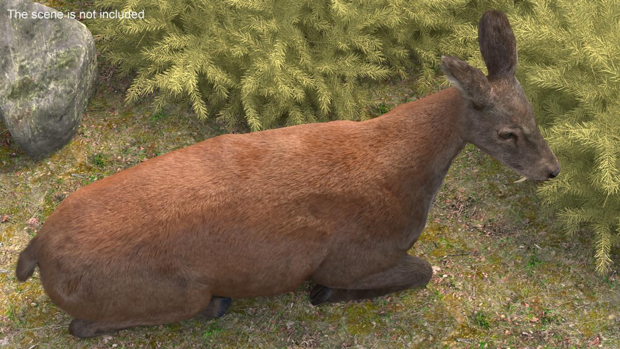 3D Sitting Musk Deer Fur