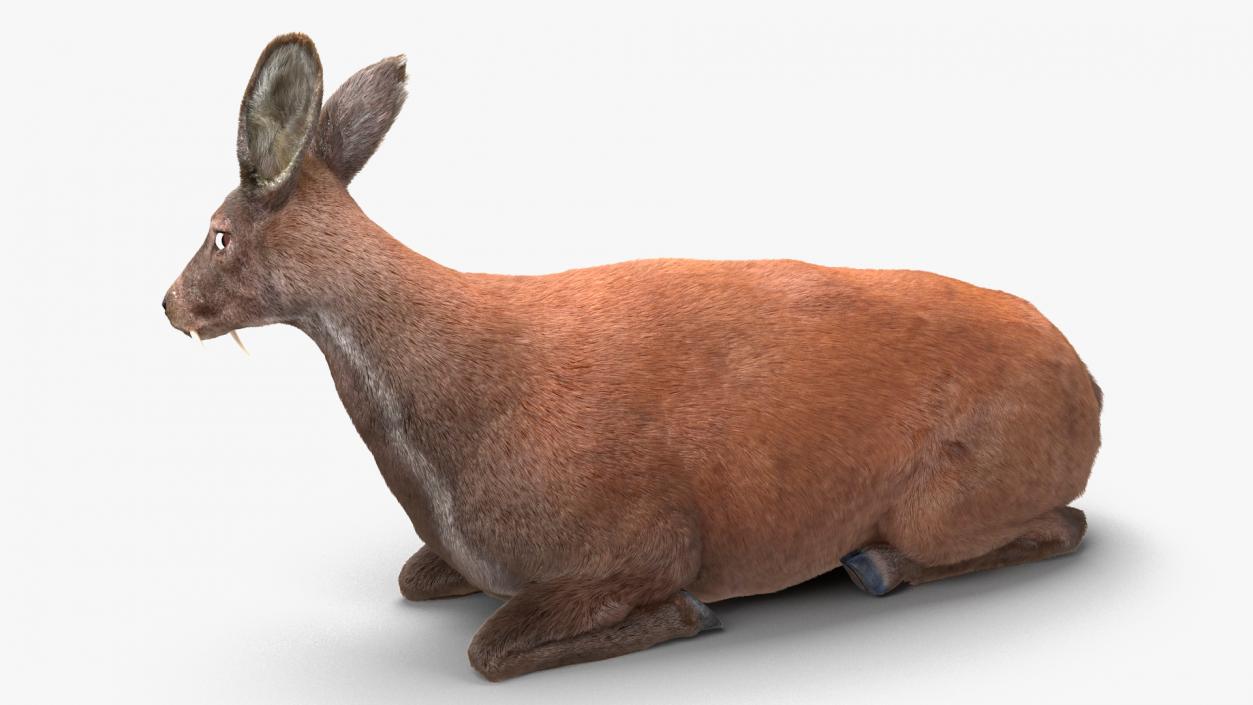 3D Sitting Musk Deer Fur