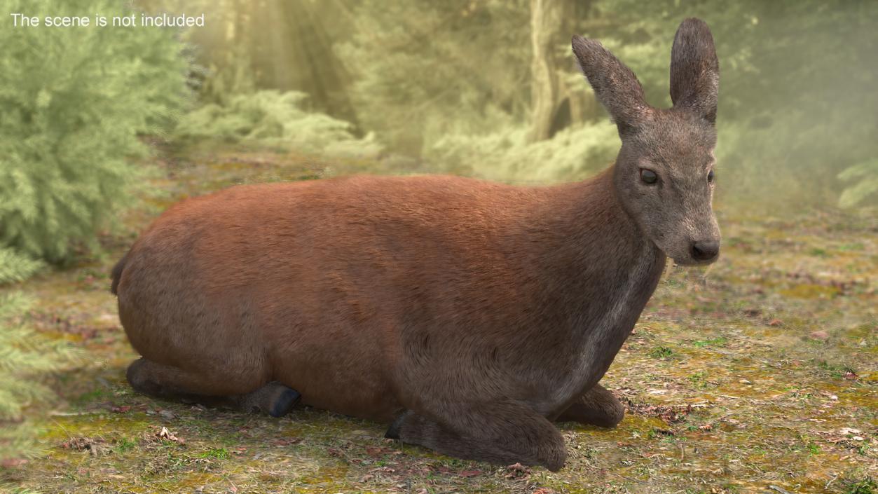 3D Sitting Musk Deer Fur