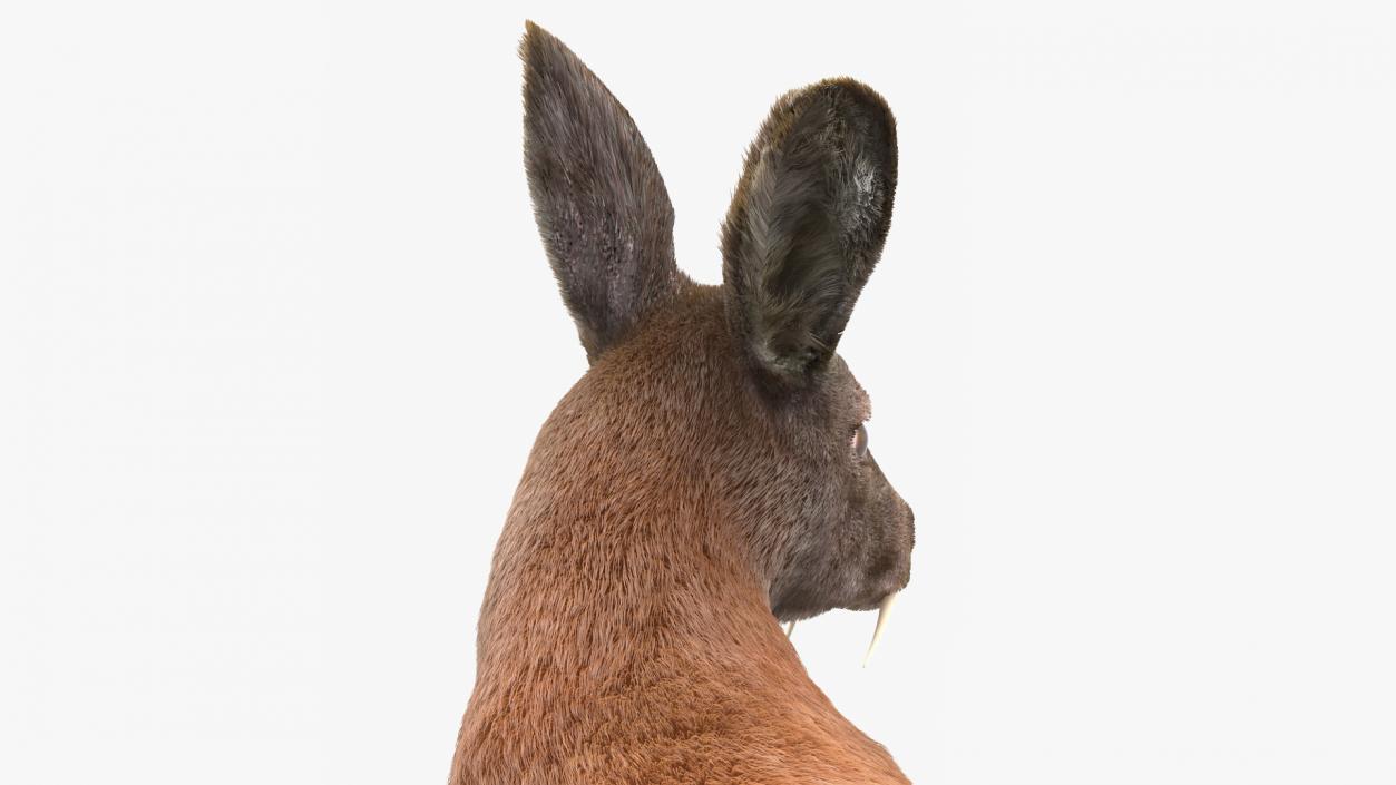 3D Sitting Musk Deer Fur