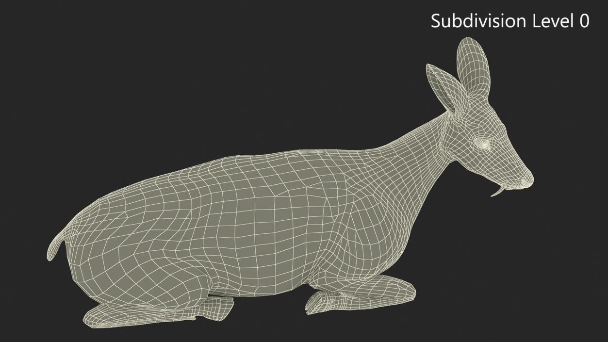 3D Sitting Musk Deer Fur