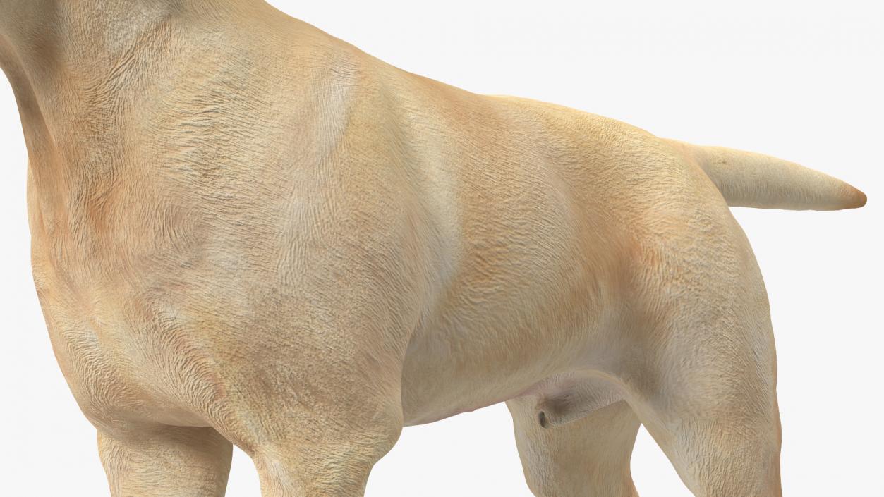 3D model Labrador Dog White Rigged