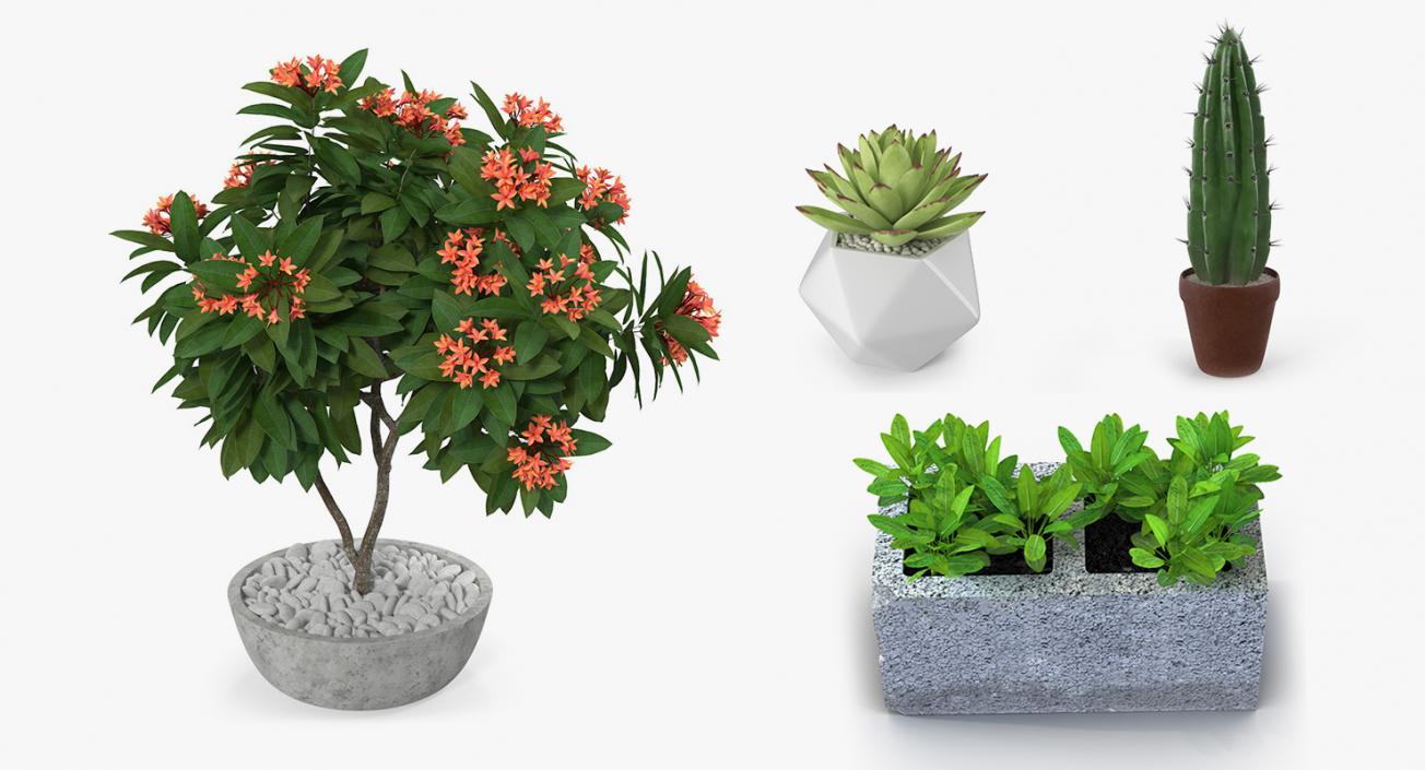 3D Ornamental Plants in Pots Collection