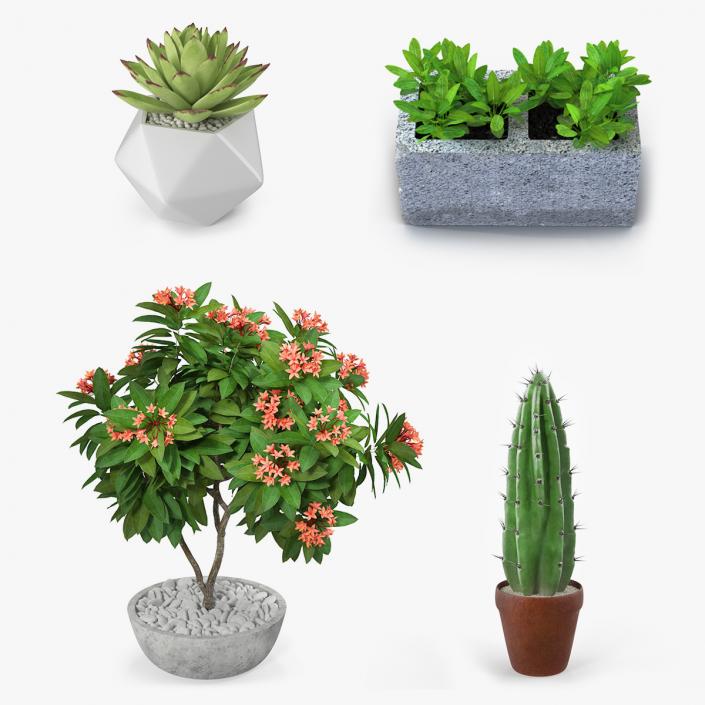 3D Ornamental Plants in Pots Collection