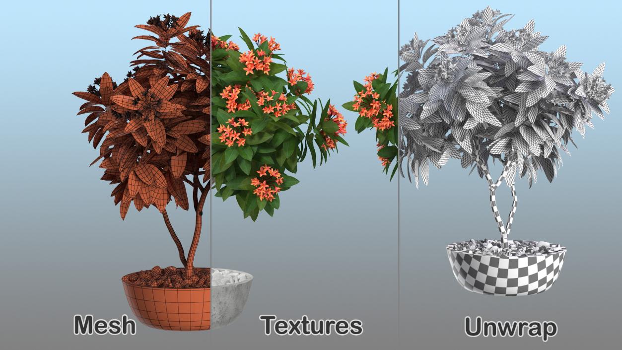 3D Ornamental Plants in Pots Collection