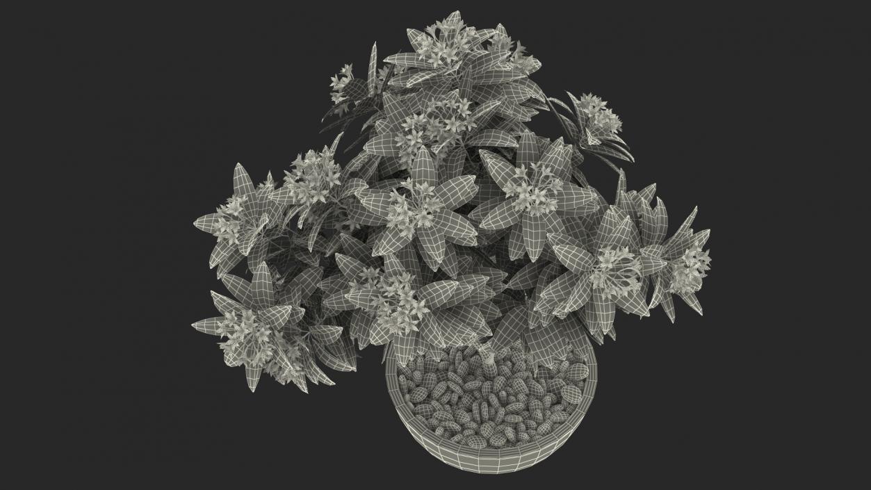 3D Ornamental Plants in Pots Collection