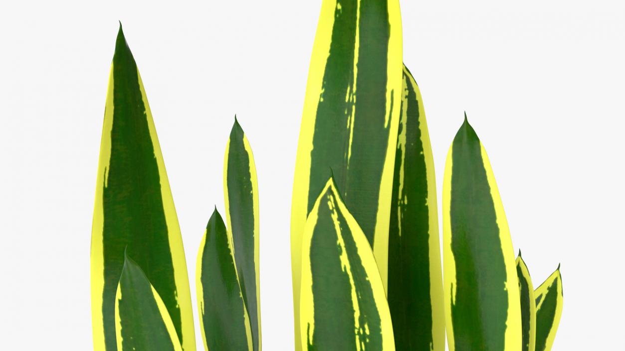 3D Sansevieria Trifasciata model