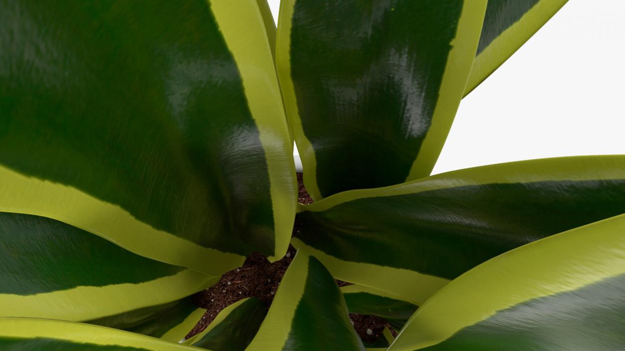 3D Sansevieria Trifasciata model