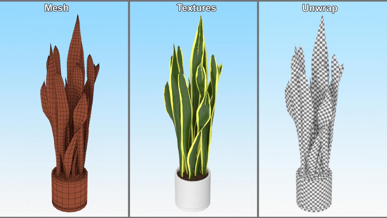 3D Sansevieria Trifasciata model