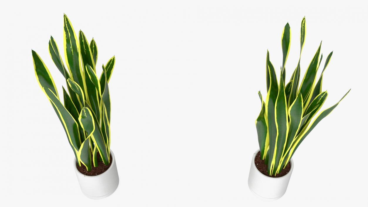 3D Sansevieria Trifasciata model