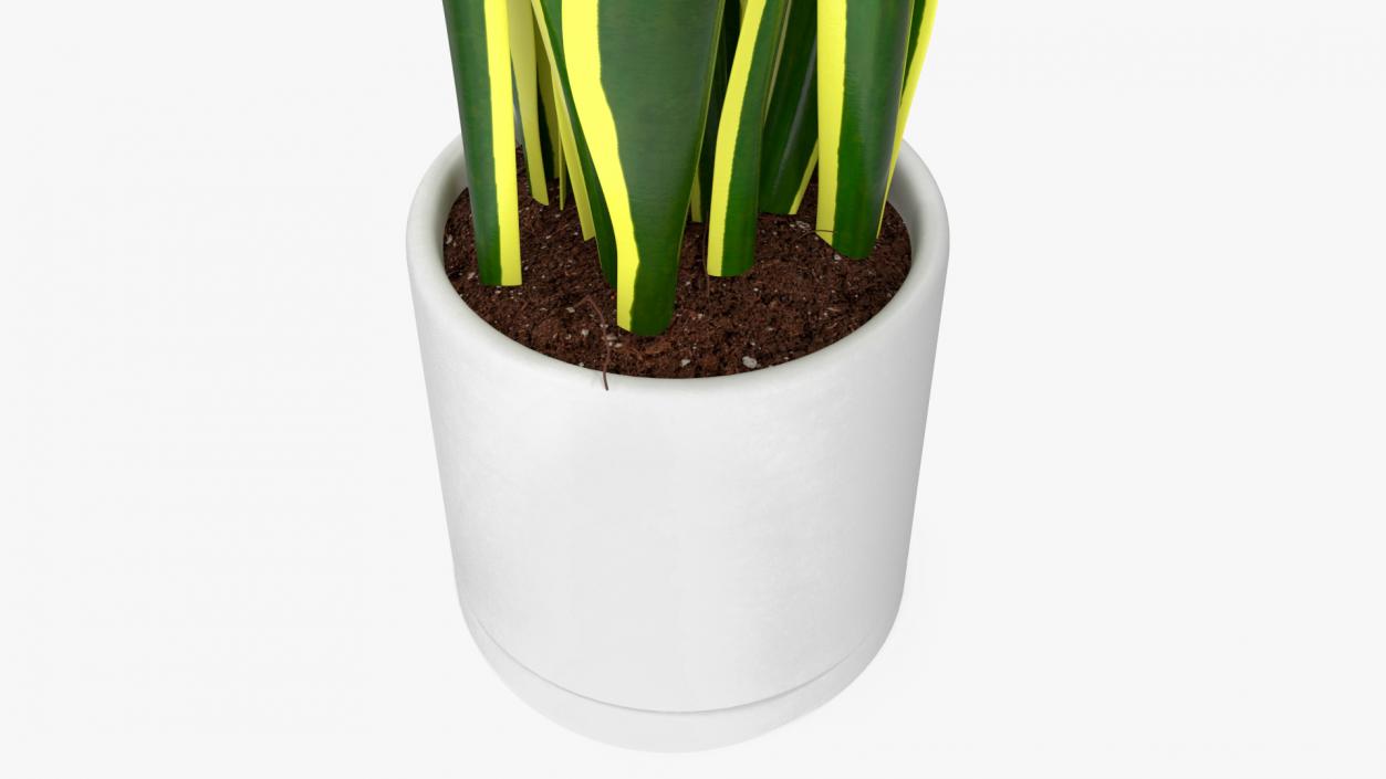 3D Sansevieria Trifasciata model