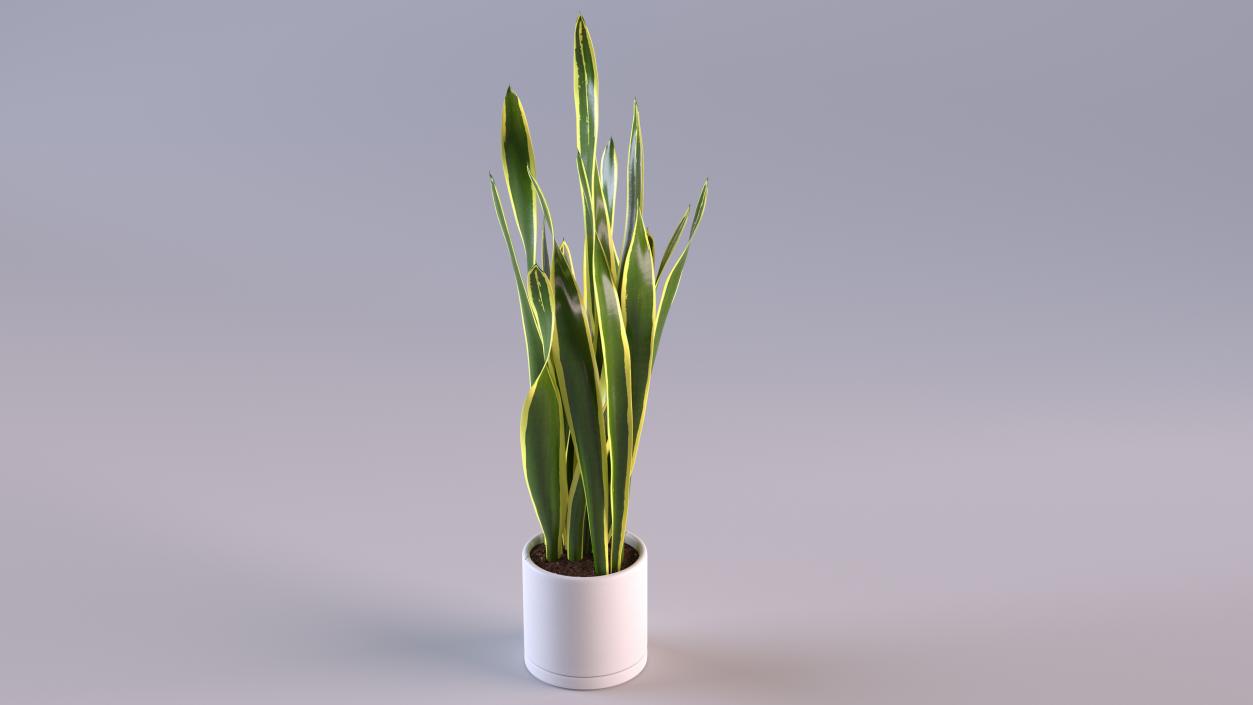 3D Sansevieria Trifasciata model