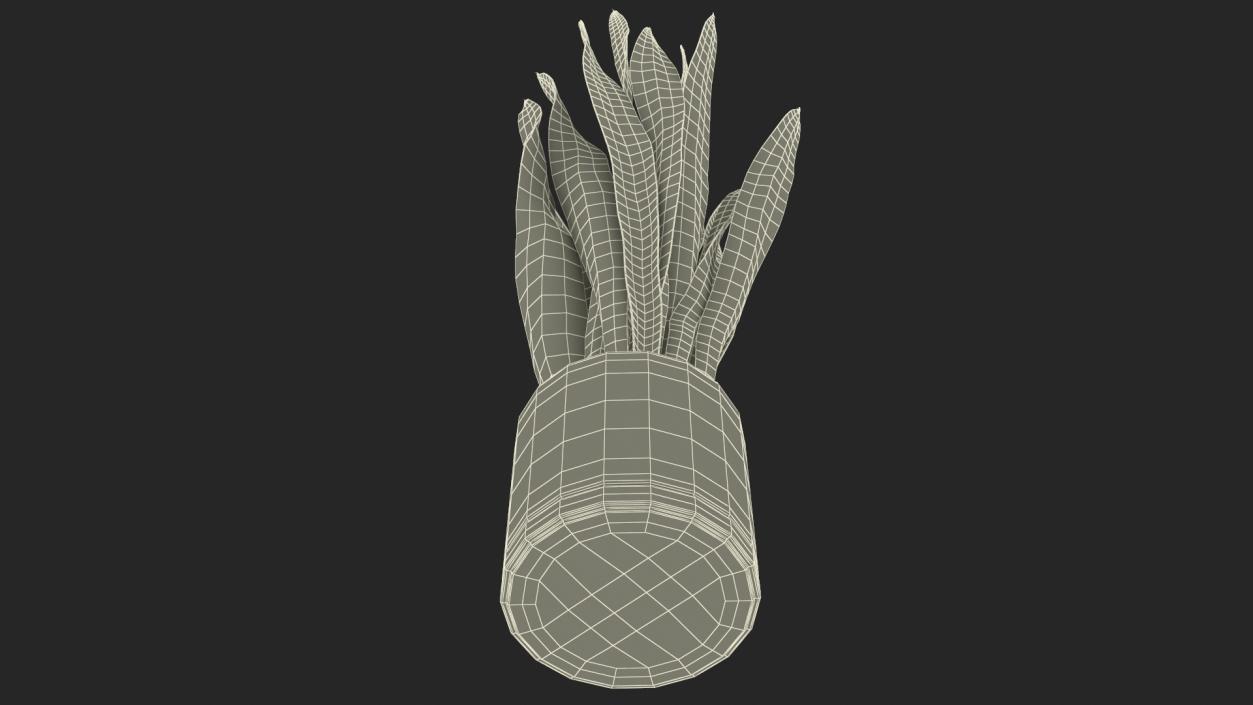 3D Sansevieria Trifasciata model