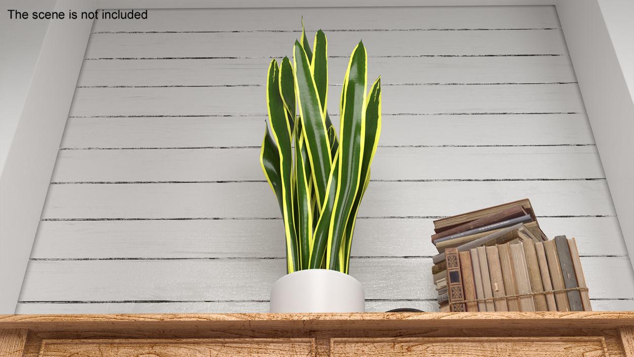 3D Sansevieria Trifasciata model