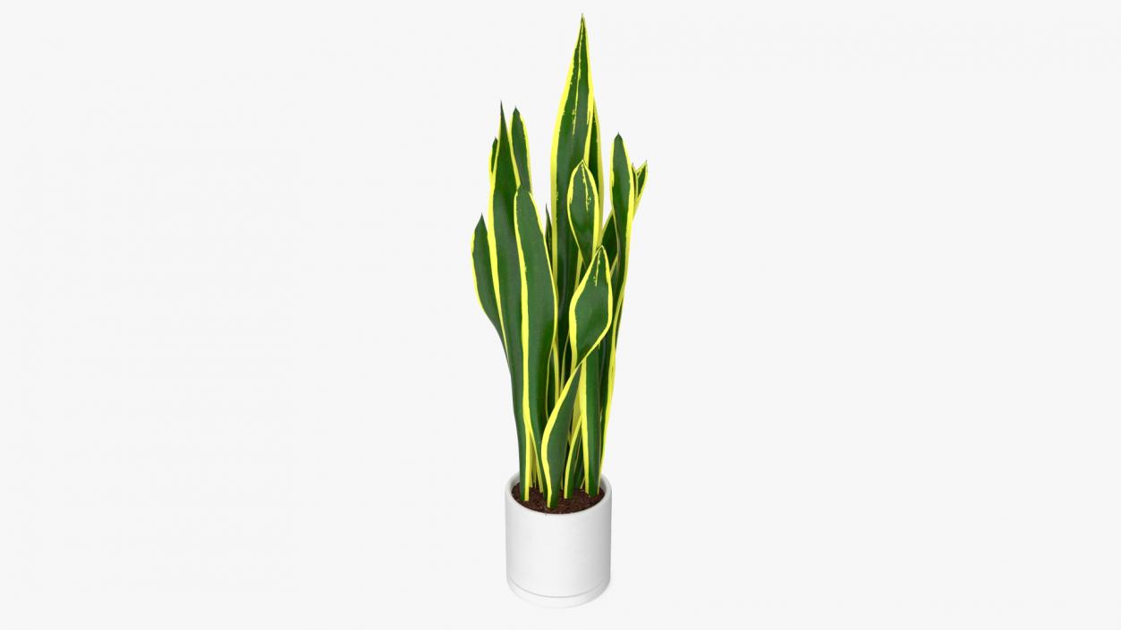 3D Sansevieria Trifasciata model