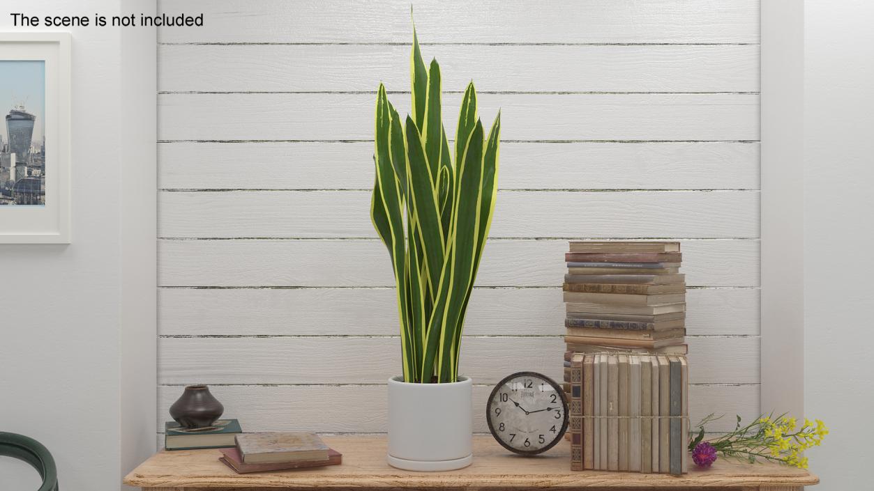 3D Sansevieria Trifasciata model