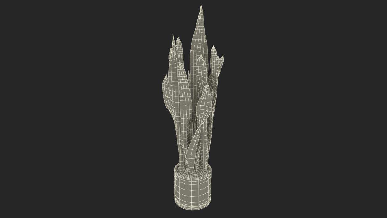 3D Sansevieria Trifasciata model