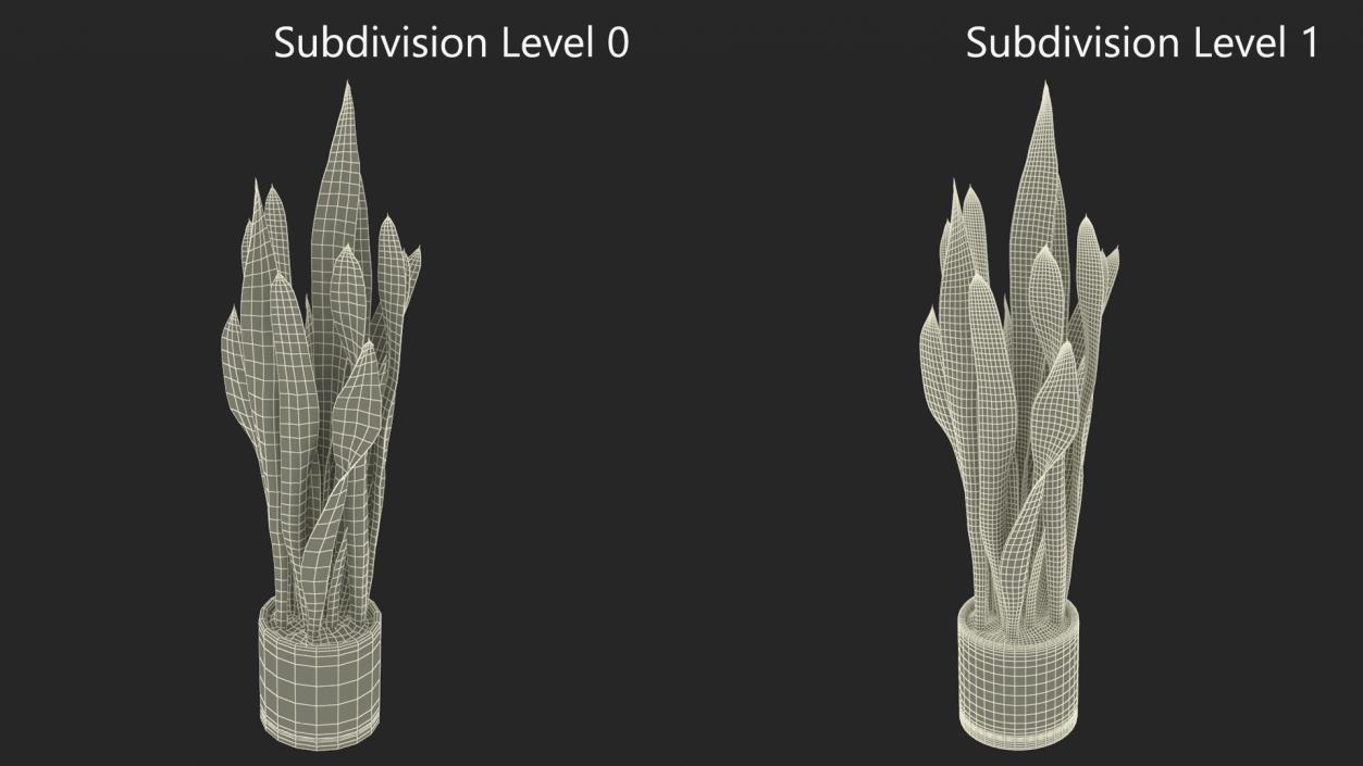 3D Sansevieria Trifasciata model