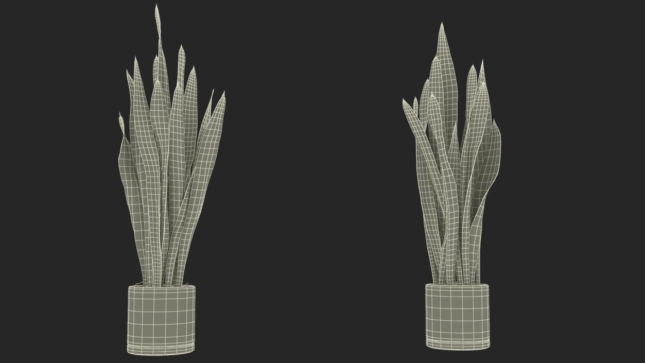 3D Sansevieria Trifasciata model