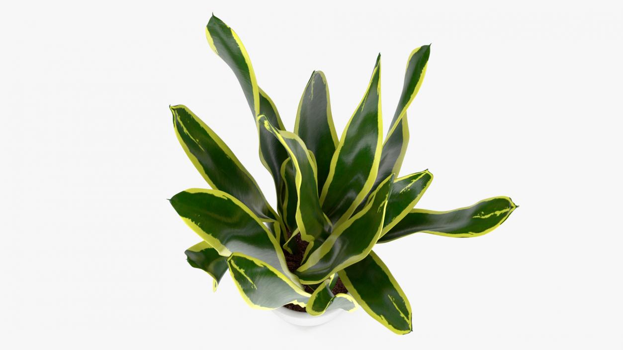 3D Sansevieria Trifasciata model