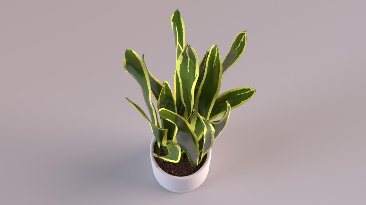 3D Sansevieria Trifasciata model