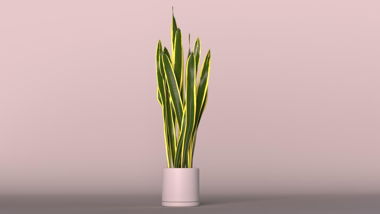 3D Sansevieria Trifasciata model