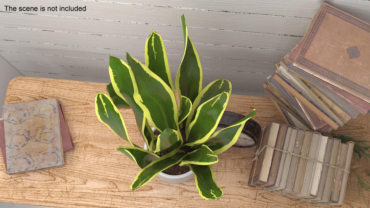 3D Sansevieria Trifasciata model