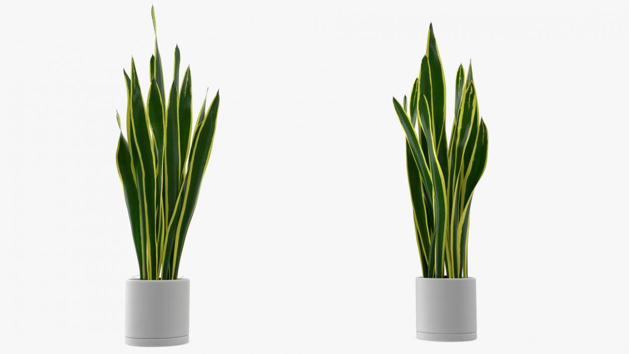 3D Sansevieria Trifasciata model