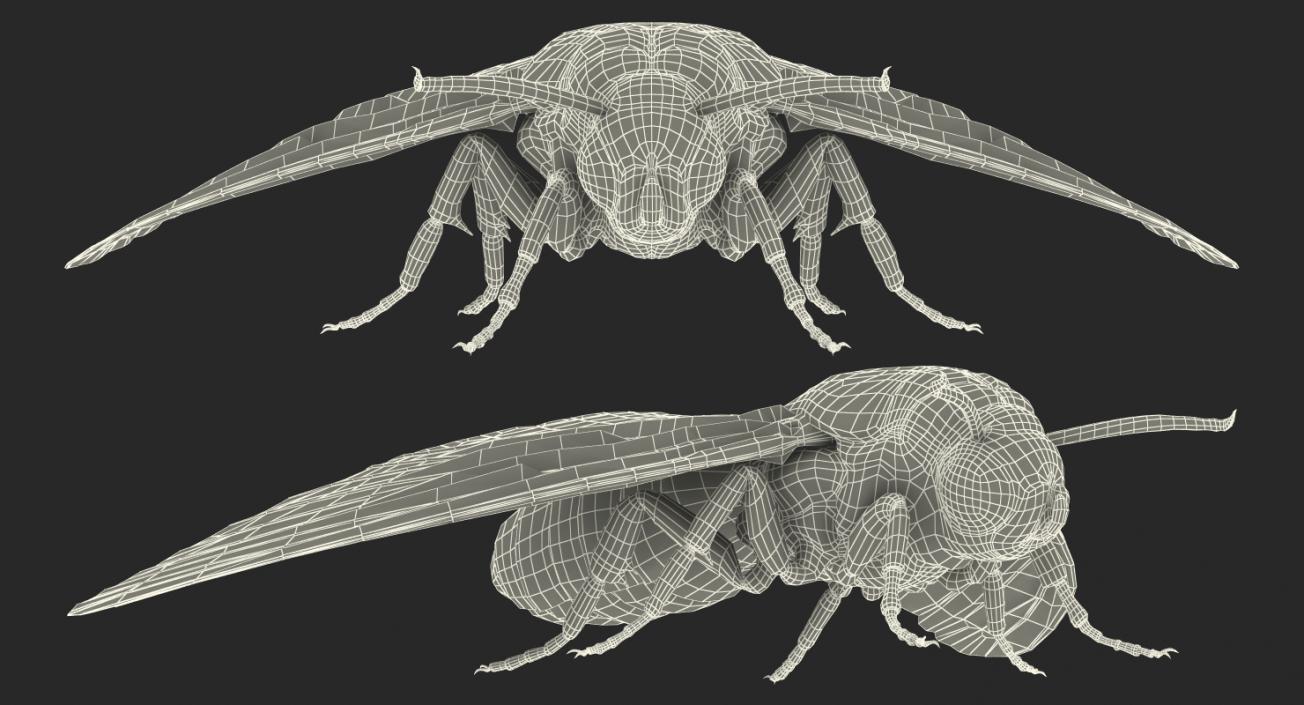 Deaths Head Hawkmoth Rigged 3D