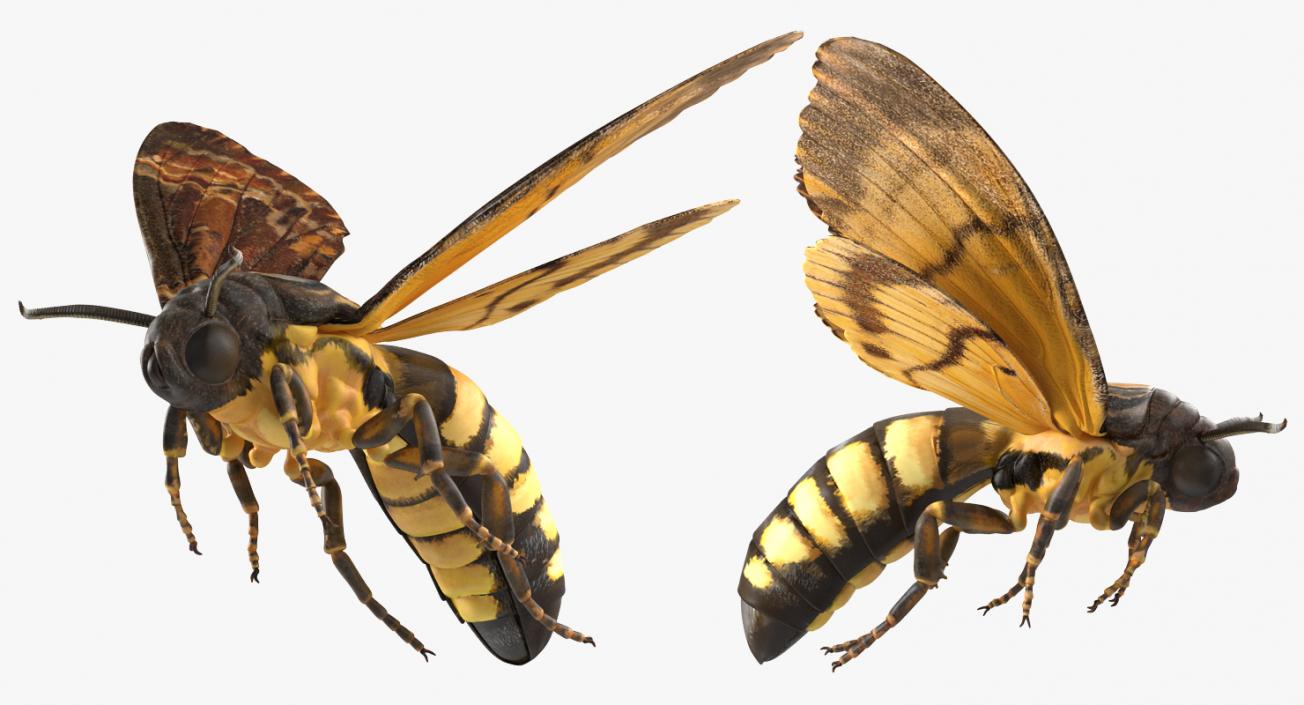 Deaths Head Hawkmoth Rigged 3D