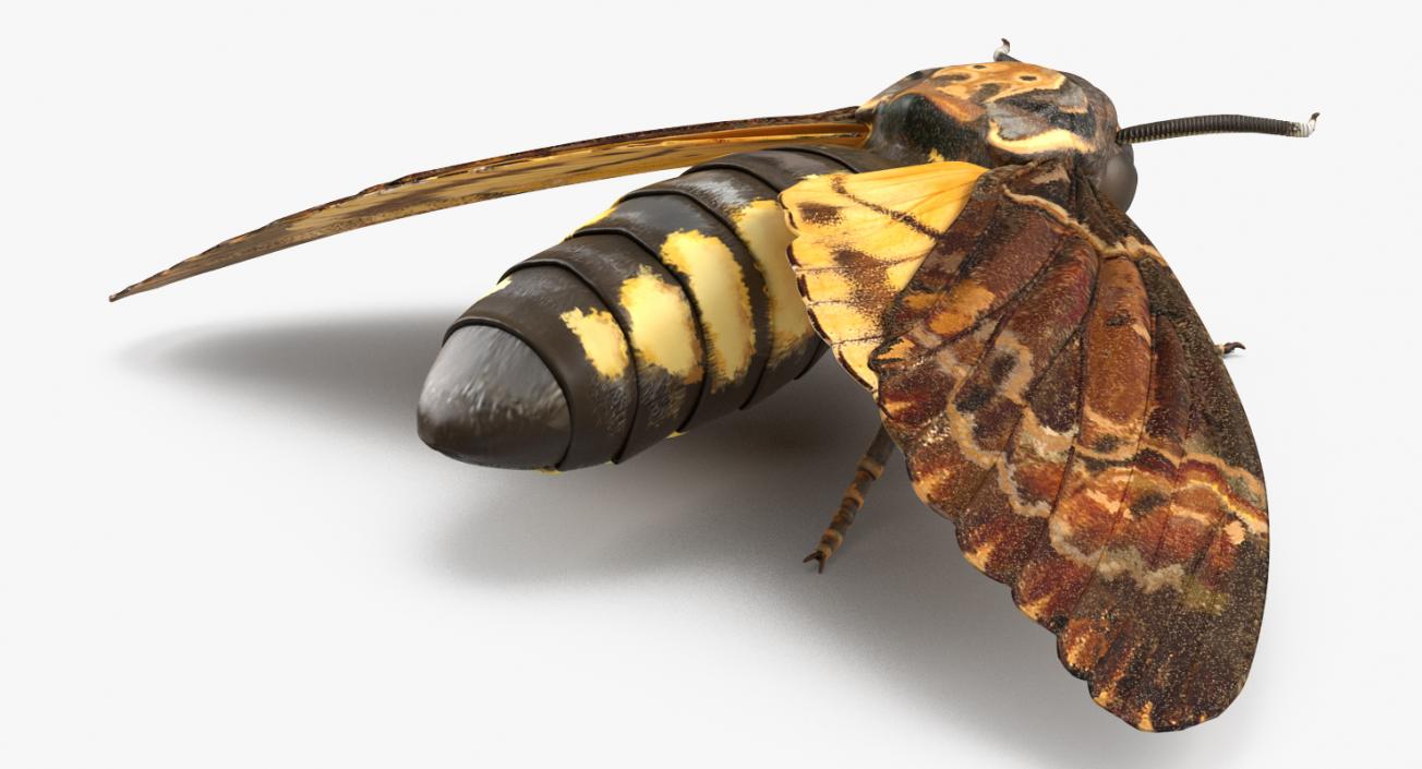 Deaths Head Hawkmoth Rigged 3D